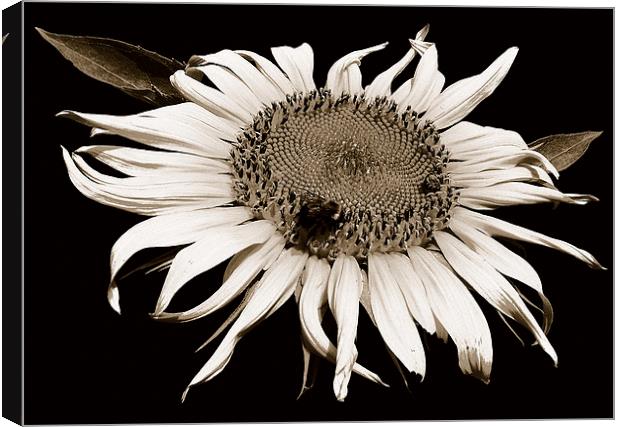 Sunflower with Bee Duo Tone  Canvas Print by james balzano, jr.