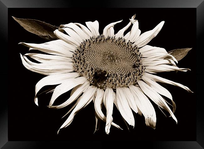 Sunflower with Bee Duo Tone  Framed Print by james balzano, jr.