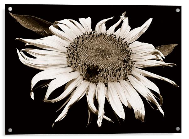 Sunflower with Bee Duo Tone  Acrylic by james balzano, jr.