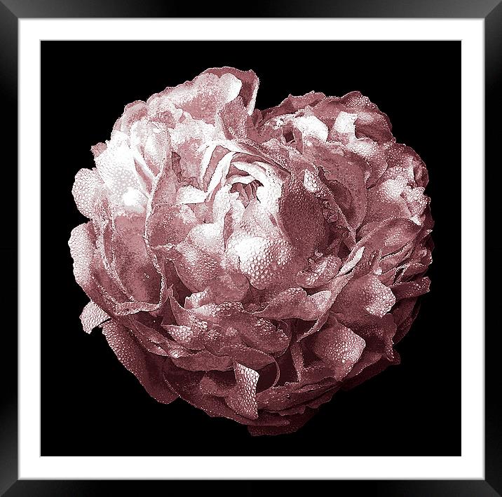  Peony Duo Tone Framed Mounted Print by james balzano, jr.