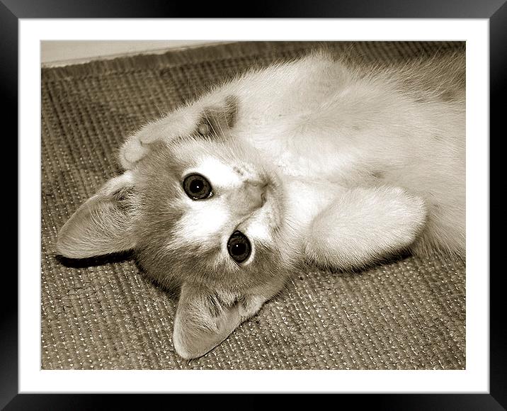 Playful Kitten  Framed Mounted Print by james balzano, jr.