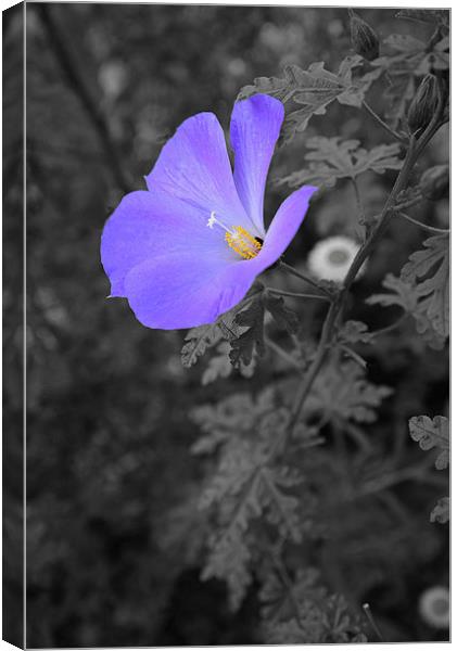 Blue flower conversion in black and white Canvas Print by Jonathan Evans