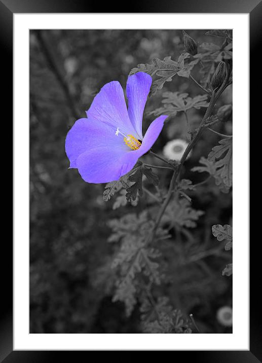 Blue flower conversion in black and white Framed Mounted Print by Jonathan Evans
