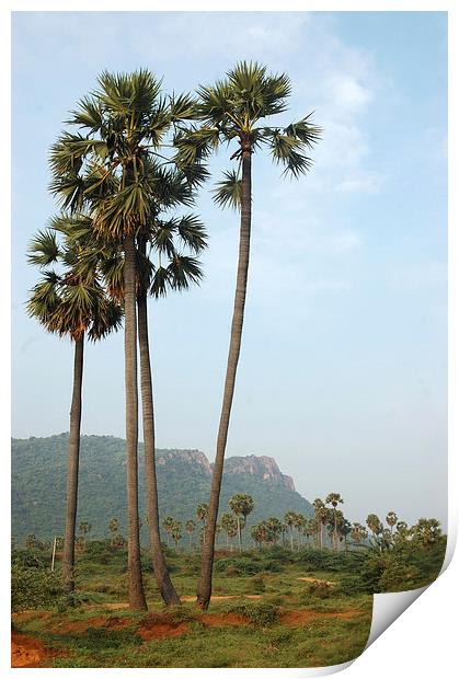 Palmyra palms Print by Peter Righteous