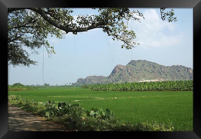 A fig tree frames rice paddies in Southern India Framed Print by Peter Righteous