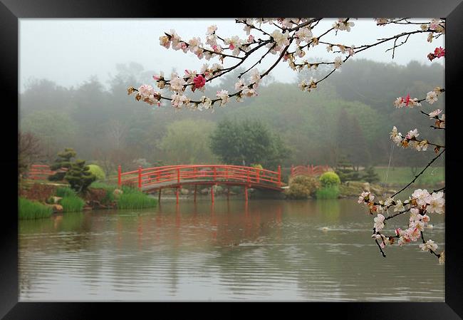 Japanese garden Framed Print by Peter Righteous