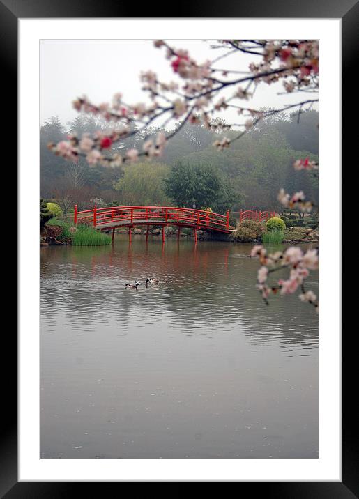 Japanese garden Framed Mounted Print by Peter Righteous