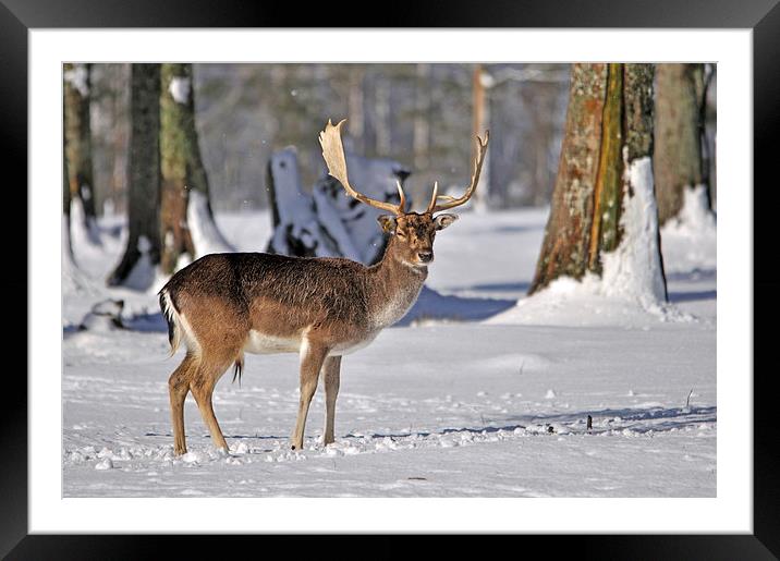 fallow deer in snow Framed Mounted Print by Peter Righteous