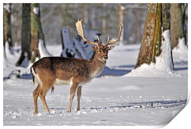 fallow deer in snow Print by Peter Righteous
