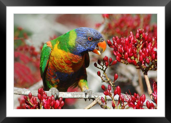 rainbow lorikeet Framed Mounted Print by Peter Righteous