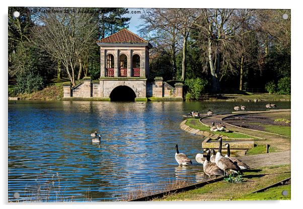  Geese swimming from Birkenhead park's Boathouse Acrylic by Frank Irwin