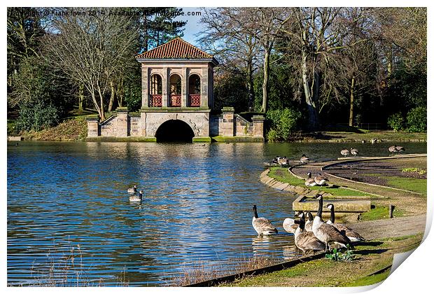  Geese swimming from Birkenhead park's Boathouse Print by Frank Irwin