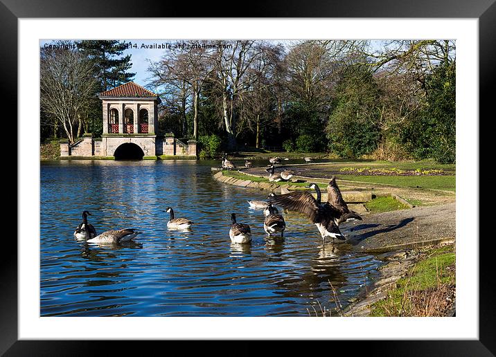 Geese swimming towards Birkenhead park's Boathouse Framed Mounted Print by Frank Irwin