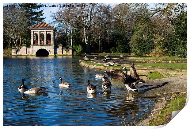 Geese swimming towards Birkenhead park's Boathouse Print by Frank Irwin