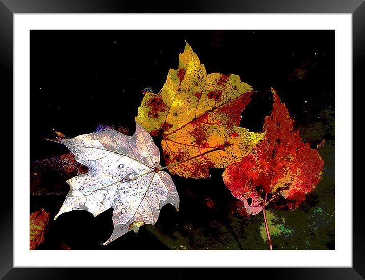  Leaves in Pond Posterised Framed Mounted Print by james balzano, jr.