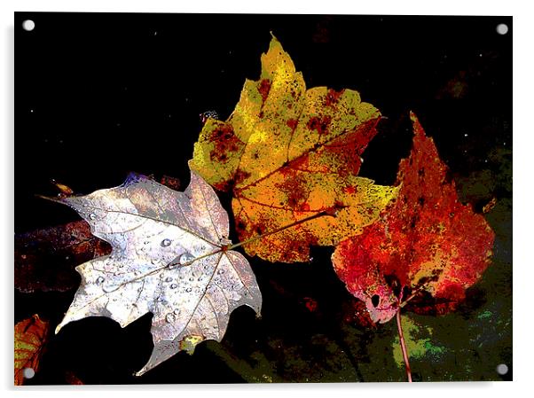  Leaves in Pond Posterised Acrylic by james balzano, jr.