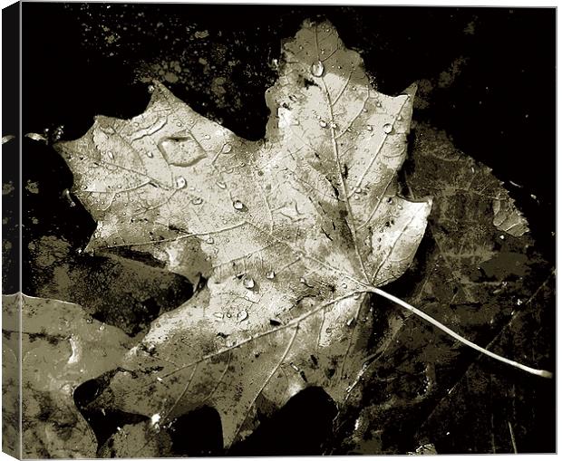 Duo Tone- Leaf in Pond  Canvas Print by james balzano, jr.