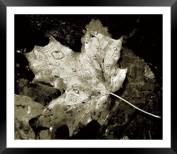 Duo Tone- Leaf in Pond  Framed Mounted Print by james balzano, jr.