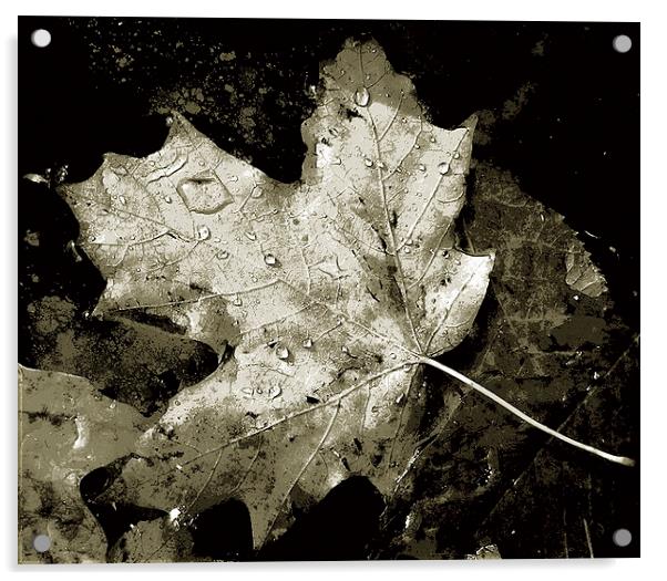 Duo Tone- Leaf in Pond  Acrylic by james balzano, jr.
