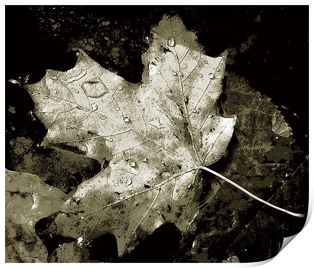 Duo Tone- Leaf in Pond  Print by james balzano, jr.