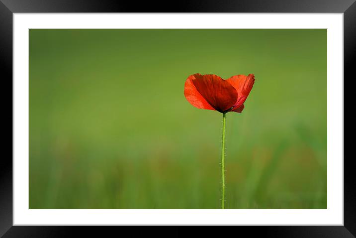 Single poppy! Framed Mounted Print by Inguna Plume