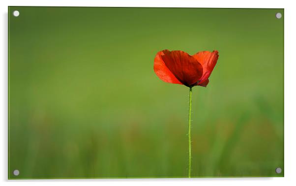 Single poppy! Acrylic by Inguna Plume