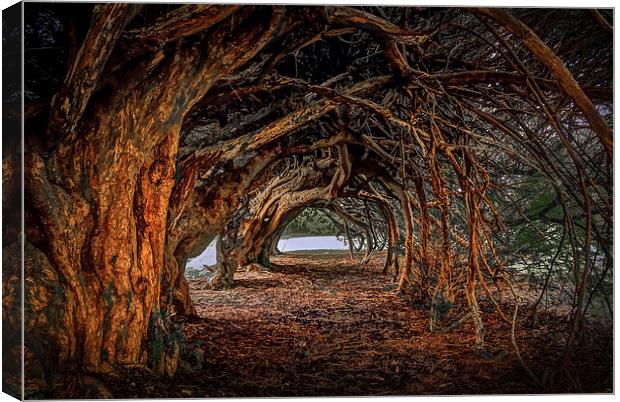  1000 year old yew tree at Aberglasney gardens Canvas Print by Leighton Collins
