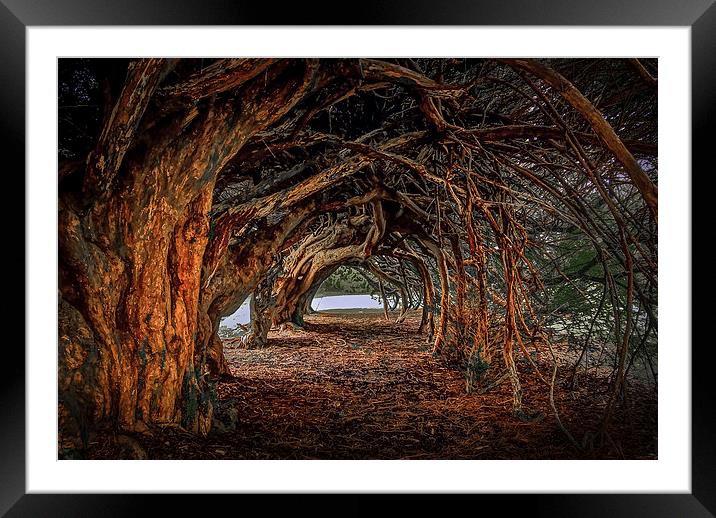  1000 year old yew tree at Aberglasney gardens Framed Mounted Print by Leighton Collins