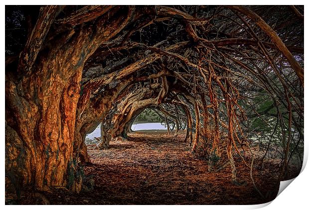  1000 year old yew tree at Aberglasney gardens Print by Leighton Collins