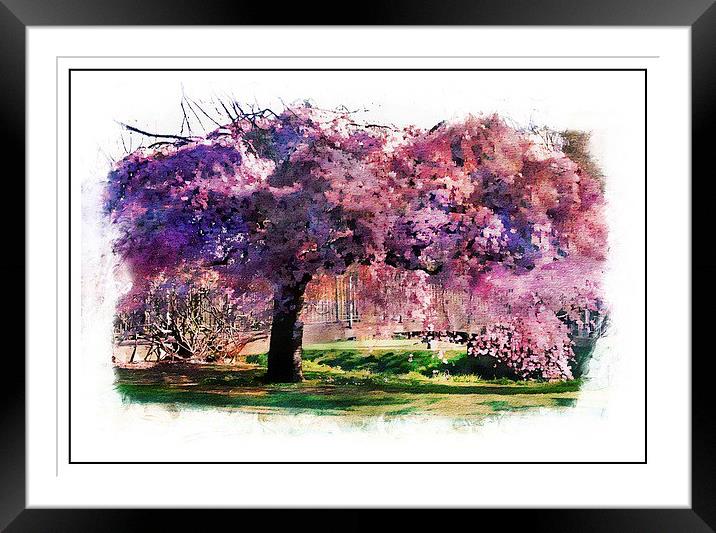  In full bloom Framed Mounted Print by sylvia scotting