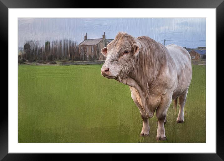  Oil and Chalk Painted Blonde Bull Framed Mounted Print by Tanya Hall