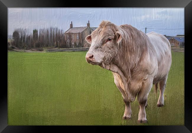  Oil and Chalk Painted Blonde Bull Framed Print by Tanya Hall