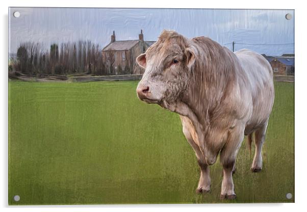  Oil and Chalk Painted Blonde Bull Acrylic by Tanya Hall
