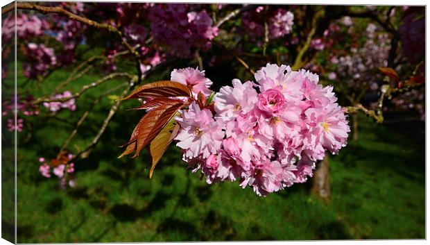 Spring blossom in leaf Canvas Print by Jonathan Evans