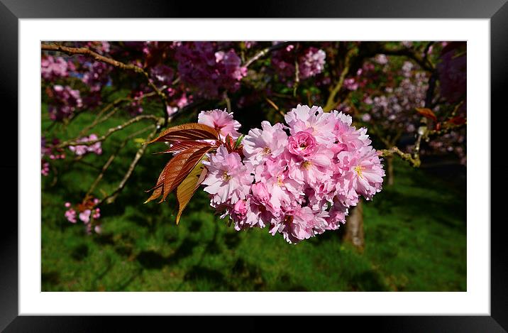 Spring blossom in leaf Framed Mounted Print by Jonathan Evans
