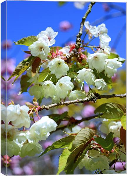 White Blossom and blue skies Canvas Print by Jonathan Evans