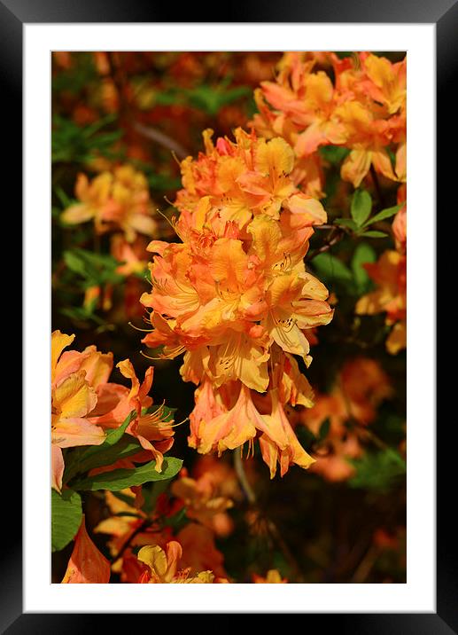 Orange coloured Azaleia in full flower during spri Framed Mounted Print by Jonathan Evans