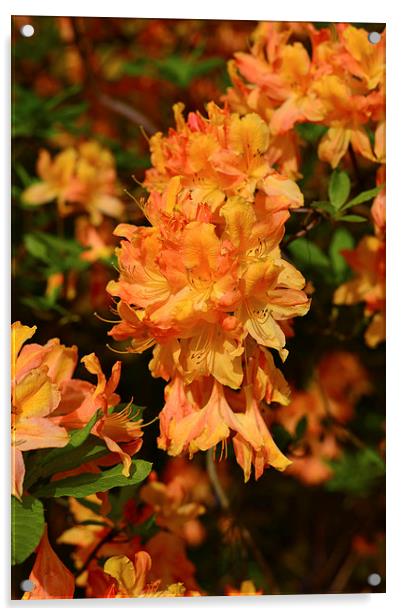 Orange coloured Azaleia in full flower during spri Acrylic by Jonathan Evans