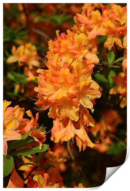 Orange coloured Azaleia in full flower during spri Print by Jonathan Evans