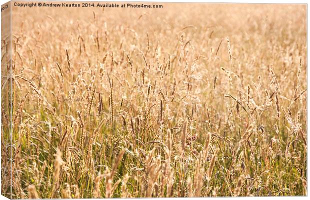 Golden meadow grasses Canvas Print by Andrew Kearton