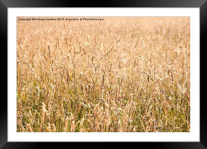 Golden meadow grasses Framed Mounted Print by Andrew Kearton
