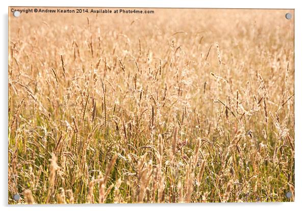 Golden meadow grasses Acrylic by Andrew Kearton