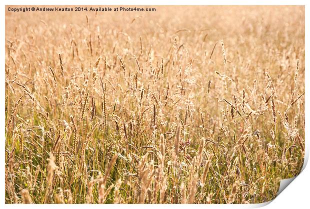 Golden meadow grasses Print by Andrew Kearton