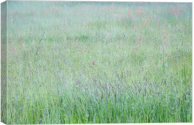 Summer meadow grass abstract Canvas Print by Andrew Kearton