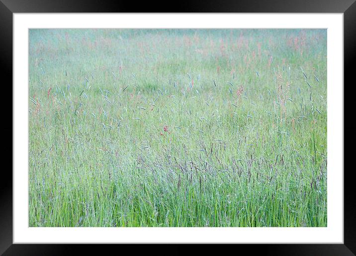  Summer meadow grass abstract Framed Mounted Print by Andrew Kearton