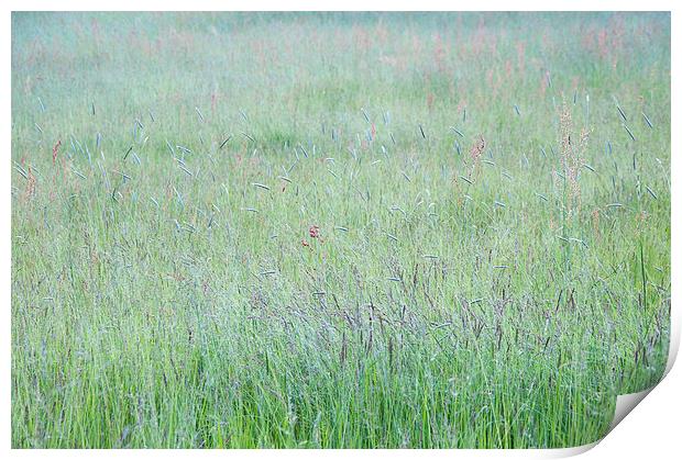  Summer meadow grass abstract Print by Andrew Kearton