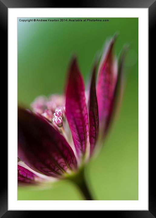  Deep red Astrantia Framed Mounted Print by Andrew Kearton