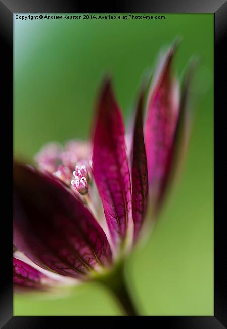  Deep red Astrantia Framed Print by Andrew Kearton