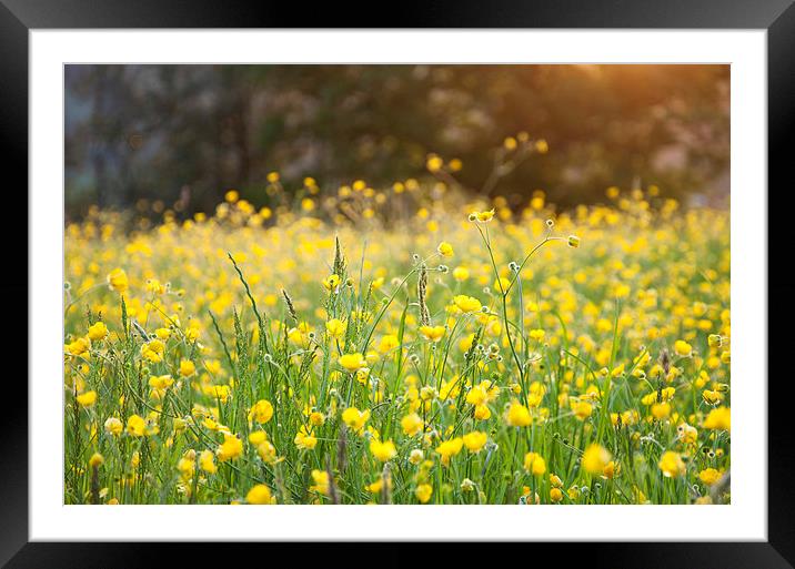  Buttercups on an English summer evening Framed Mounted Print by Andrew Kearton