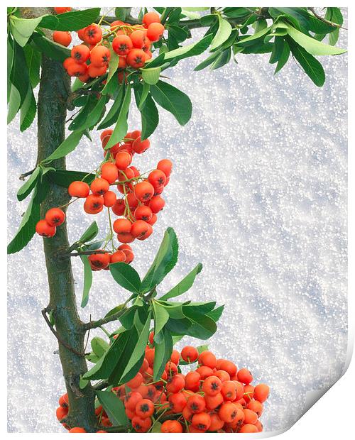 Pyracantha Print by Victor Burnside